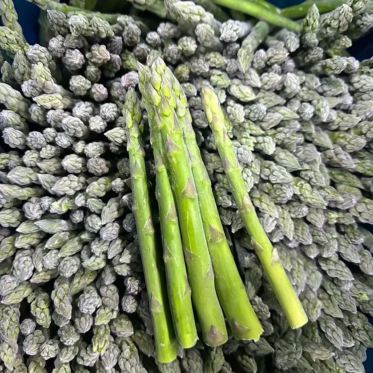 Geselecteerde diepgevroren groene asperges voor consistente foodservice en levering van ingrediënten