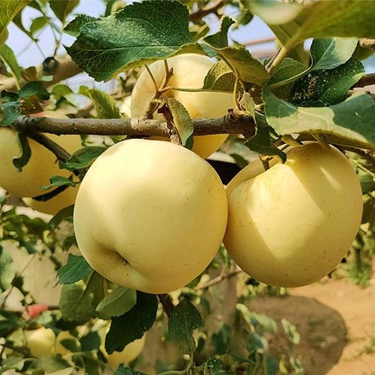 Verse gouden heerlijke appels