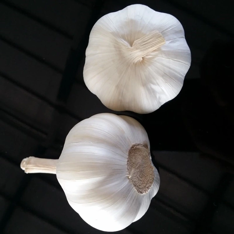 Export Grade Pure White Garlic