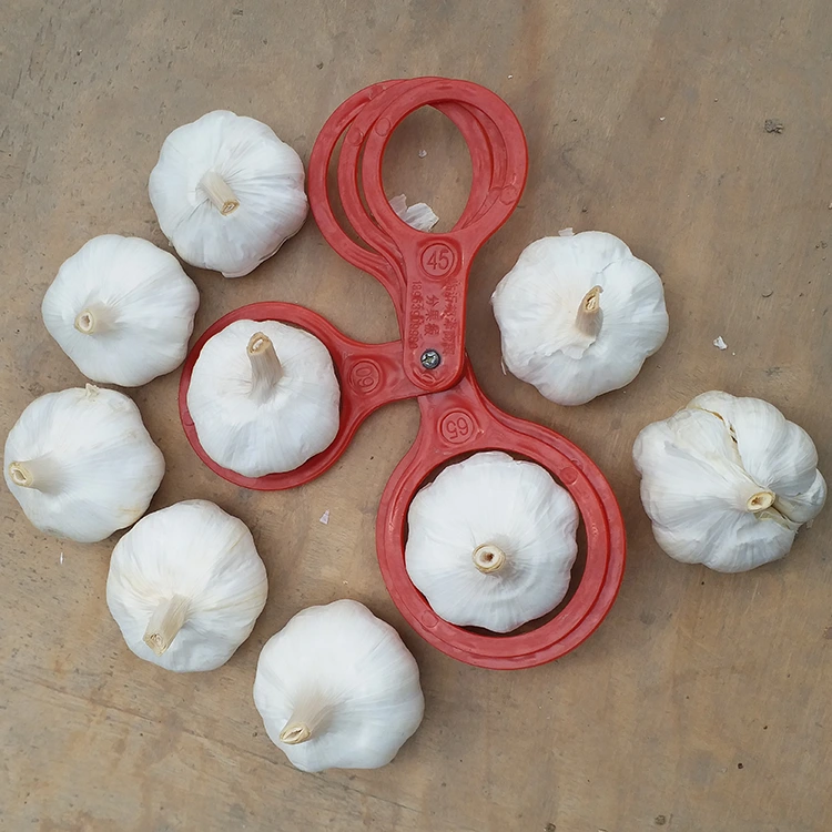 Export Grade Pure White Garlic