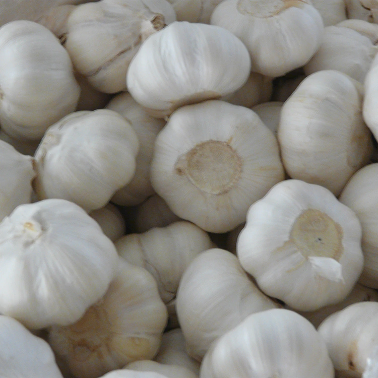 Export Grade Pure White Garlic