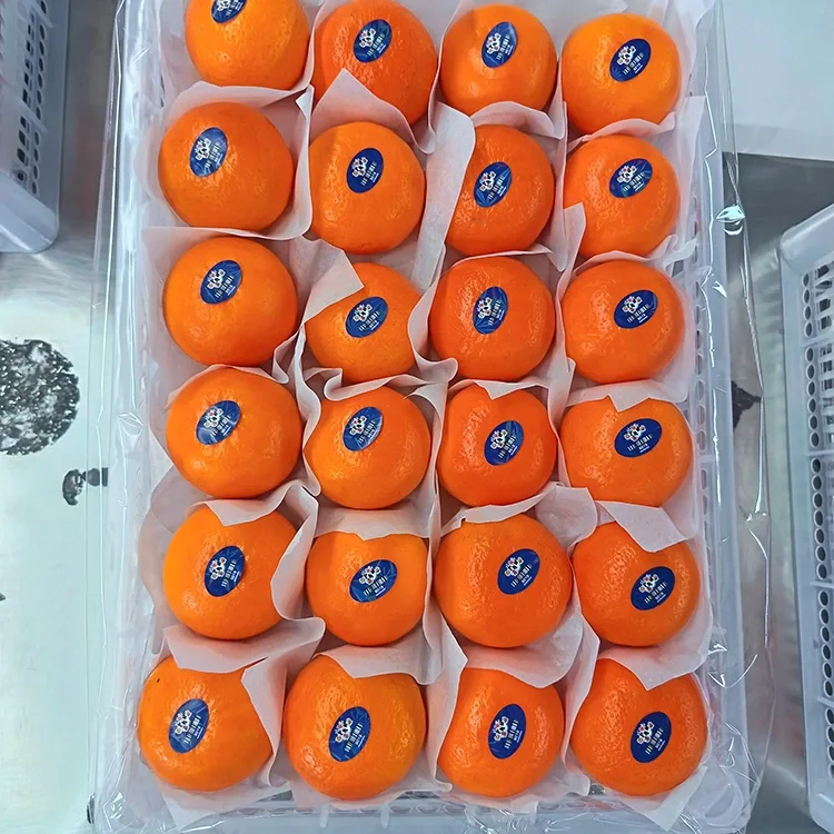 Premium Fresh Sweet Wogan Mandarins