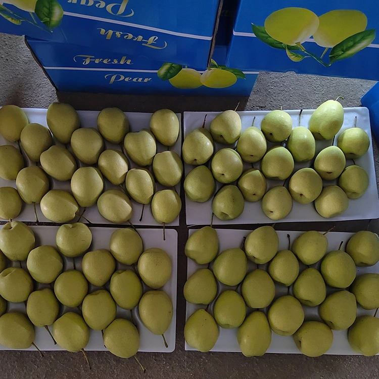 Natuurlijk zoete Shandong-peren