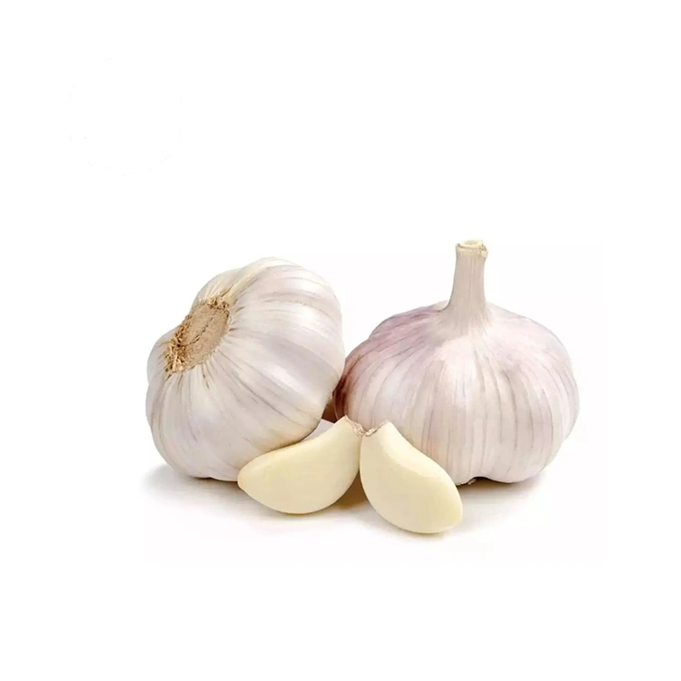 Premium stevige en mollige normale witte knoflook