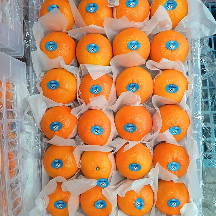 Premium verse zoete Wogan-mandarijnen